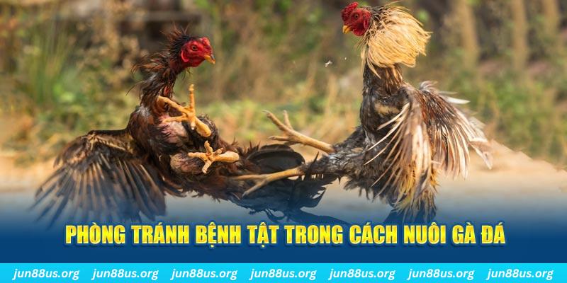 j88bet Bài Poker Bonus